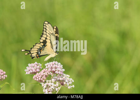 03017-01409 riesige Schwalbenschwanz (Papilio cresphontes) auf Sumpf Seidenpflanze (Asclepias incarnata) Marion Co.IL Stockfoto