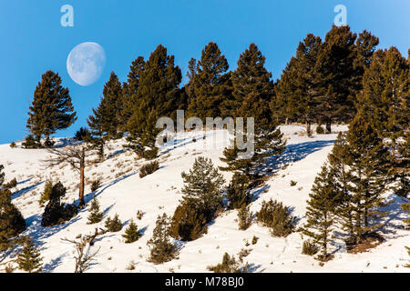 Mond über Mammoth Hot Springs. Stockfoto