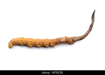 Cordycep sinensis Zutat in der traditionellen chinesischen Medizin verwendet. Auf weissem Hintergrund. Stockfoto