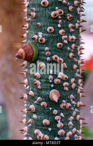 Palme, dass Bottle-Shaped Amtsleitung besetzt mit Dicken konische Dornen hat Stockfoto