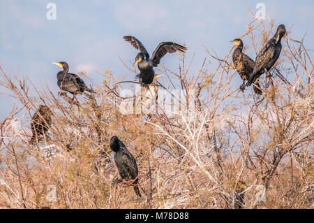 Große schwarze Kormorane auf einen Baum (Anser anser), Aiguamolls Emporda, Feuchtgebiete, Katalonien, Spanien Stockfoto