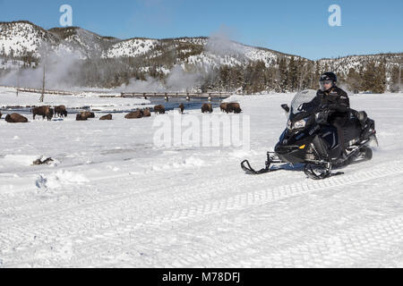 Snowmobiler Antriebe Vergangenheit eine Herde Bisons in Biscuit Basin. Stockfoto