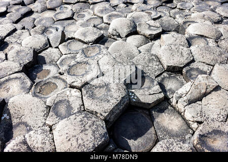 Der Giant's Causeway, Basaltsäulen aus einem alten vulkanischen Eruption in County Antrim an der Nordküste von Nordirland, in der Nähe der Stadt B Stockfoto