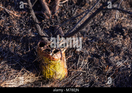 Gorse hang Brand durch Feuerwerkskörper Vandalen Glamorgan Wales Swansea Stockfoto