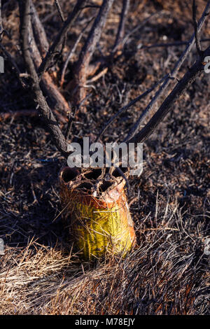 Gorse hang Brand durch Feuerwerkskörper Vandalen Glamorgan Wales Swansea Stockfoto