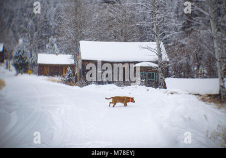 Ein Roter Hund Überqueren der schneebedeckten Straße vor der abgebrochenen Holzhütten auf der Hauptstraße der Turm Geisterstadt östlich von Philipsburg, Montana Stockfoto
