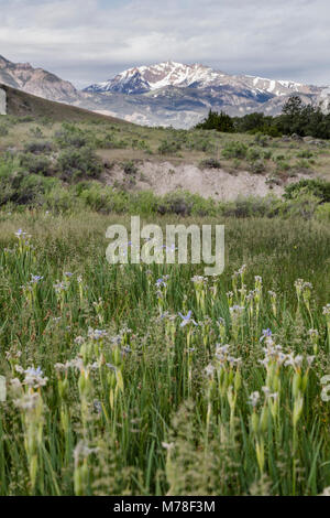 Wild Iris und Elektrische Peak (2). Stockfoto