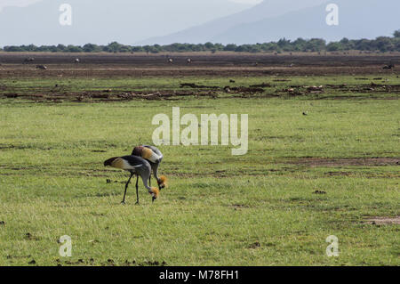 Zwei graue Kraniche Balearica regulorum gekrönt Vögel in der Kran Familie der Kraniche zusammen Essen auf den Ebenen der Serengeti im nördlichen Tansania Stockfoto