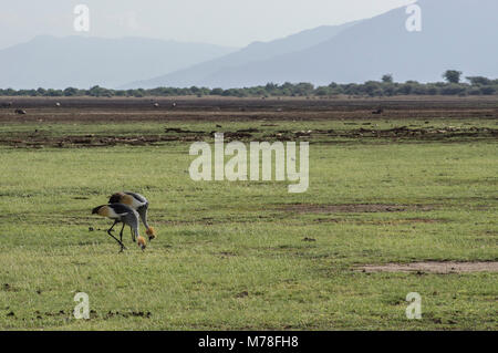 Zwei graue Kraniche Balearica regulorum gekrönt Vögel in der Kran Familie der Kraniche zusammen Essen auf den Ebenen der Serengeti im nördlichen Tansania Stockfoto