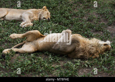 Zwei erwachsenen Löwen Festlegung der grasbewachsenen Savanne in der serengeti im nördlichen Tansania National Park Stockfoto