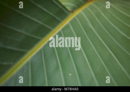 Canna indica leaf Nahaufnahme Stockfoto