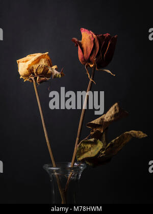 Trockene Rosen auf schwarzem Hintergrund Stockfoto