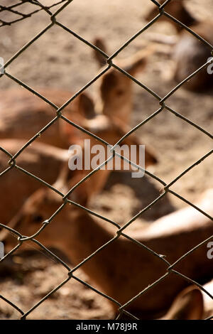 Hog Hirsche an bannerghatta National Park, Bangalore, Indien Stockfoto