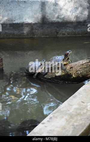 Turtle Sonnenbaden auf den drift wood Stockfoto