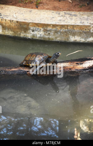 Turtle Sonnenbaden auf den drift wood Stockfoto