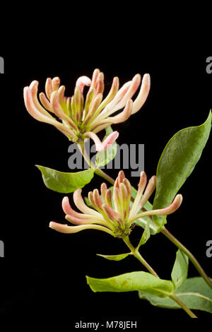 Wilde Blumen Geißblatt - Lonicera periclymenum - wachsen in einer Hecke, auf einem schwarzen Hintergrund North Dorset England UK GB Stockfoto