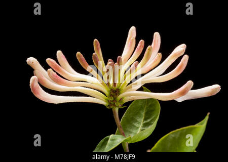 Wilde Blumen Geißblatt - Lonicera periclymenum - wachsen in einer Hecke, auf einem schwarzen Hintergrund North Dorset England UK GB Stockfoto