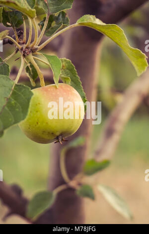 Ein Apple hängt an einem Apfelbaum im Garten. Stockfoto