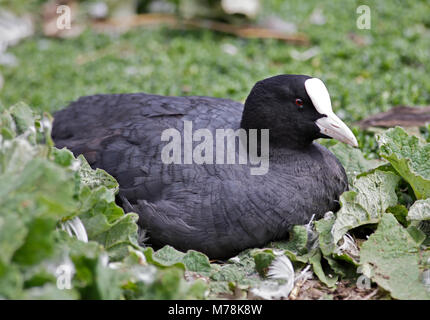 Eurasische Blässhuhn (Fulica Atra) Stockfoto