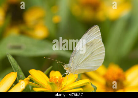 03061-00312 Kohlweißling (Pieris rapae) auf Millionen Gold Melampodium (Melampodium paludosum) Marion Co, IL Stockfoto