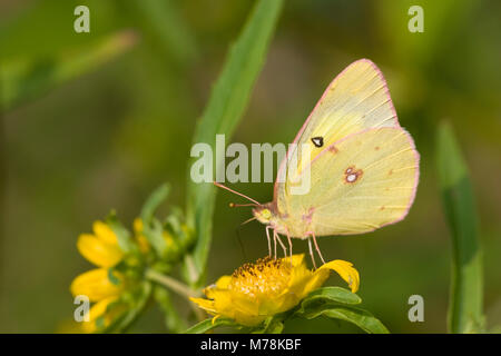 03073-004.02 getrübt Schwefel (Colias philodice) Ballard Nature Center, Effingham Co.IL Stockfoto