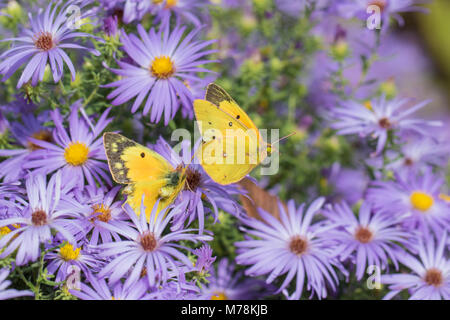 03074-00701 Orange Schwefel (Colias eurytheme) männlichen & weiblichen auf Frikart Aster (Aster frikartii) Marion Co.IL Stockfoto