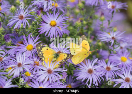 03074-00703 Orange Schwefel (Colias eurytheme) männlichen & weiblichen auf Frikart Aster (Aster frikartii) Marion Co.IL Stockfoto