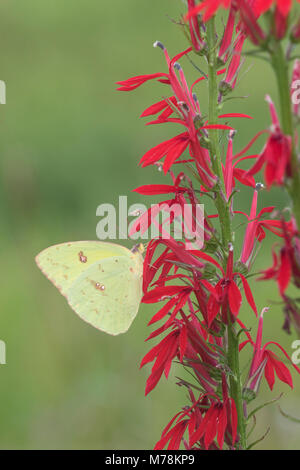 03091-00804 wolkenlosen Schwefel (Phoebis sennae) auf Kardinal Blume (Lobelia cardinalis) Marion Co.IL Stockfoto