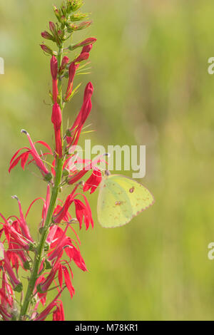 03091-00809 wolkenlosen Schwefel (Phoebis sennae) auf Kardinal Blume (Lobelia cardinalis) Marion Co.IL Stockfoto