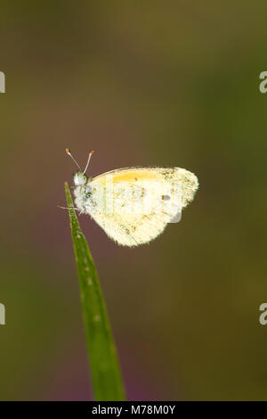 03109-001.03 zierliche Schwefel (Nathalis iole) männlich, Marion Co.IL Stockfoto