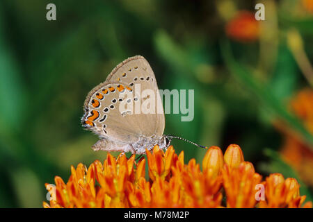 03152-00119 Coral Hairstreak (Satyrium Titus) auf Schmetterling Seidenpflanze (Asclepias tuberosa) Marion Co.IL Stockfoto