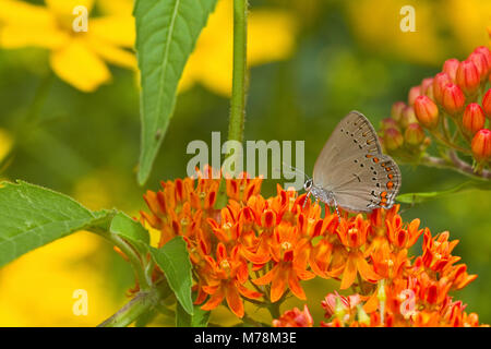 03152-00605 Coral Hairstreak Schmetterling (Satyrium Titus) auf Schmetterling Seidenpflanze (Asclepias tuberosa) Marion Co., IL Stockfoto