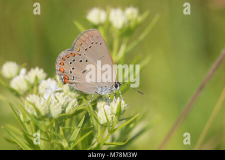 03152-00609 Coral Hairstreak (Satyrium Titus) auf schlanken Mountain Mint (pycnanthemum Tenuifolium) Reynolds Co, MO Stockfoto