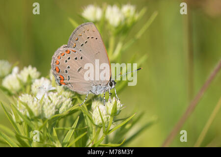 03152-00611 Coral Hairstreak (Satyrium Titus) auf schlanken Mountain Mint (pycnanthemum Tenuifolium) Reynolds Co, MO Stockfoto