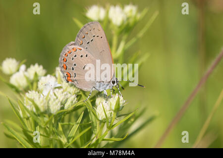 03152-00612 Coral Hairstreak (Satyrium Titus) auf schlanken Mountain Mint (pycnanthemum Tenuifolium) Reynolds Co, MO Stockfoto