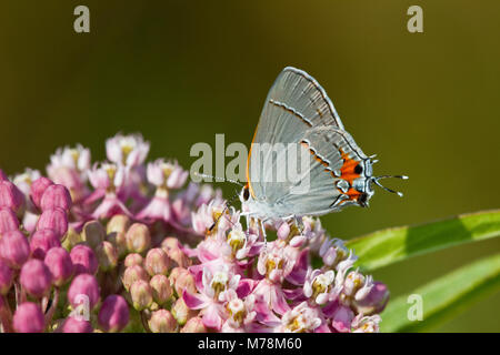 03191-00610 Grau Hairstreak Schmetterling (Strymon melinus) auf Sumpf Seidenpflanze (Asclepias incarnata) Marion Co., IL Stockfoto