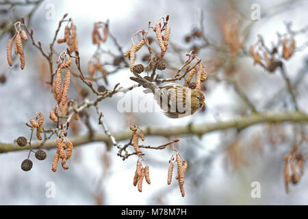 Geringerer Redpoll (Zuchtjahr Cabaret) Stockfoto