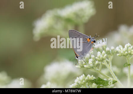 03191-00710 Grau Hairstreak (Strymon melinus) auf amerikanischen Boneset (Eupatorium perfoliatum) Marion Co.IL Stockfoto