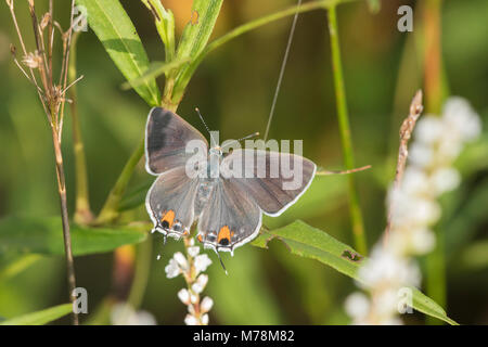 03191-00716 Grau Hairstreak (Strymon melinus) auf milde Waterpepper (Persicaria hydropiperoides) Marion Co.IL Stockfoto