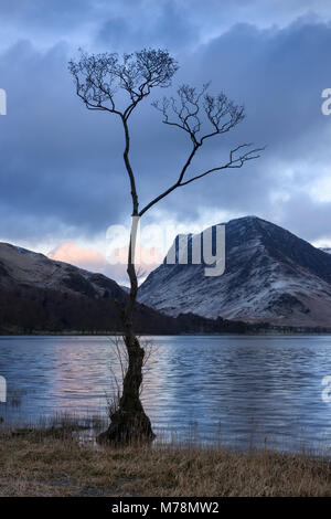 Einsamer Baum durch Buttermere See im englischen Lake District im Winter, fells in Aussicht gehören Fleetwith Hecht Stockfoto