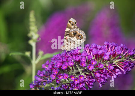 03405-00503 Amerikanische Lady Butterfly (Vanessa virginiensis) auf Butterfly Bush (sommerflieder davidii), Marion Co., IL Stockfoto