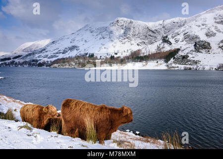 Die Anbaubedingungen im Winter mit Schnee bedeckt Fells und Hochlandrinder am See bei Buttermere im englischen Lake District Stockfoto