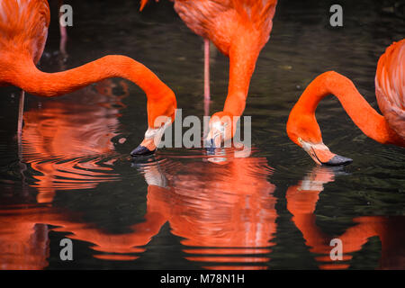 Flamingos oder Flamingos sind eine Art waten Vogel in der Familie Phoenicopteridae. Roten Flamingos kommen aus Amerika Stockfoto