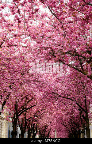 Eine schmale Straße mit rosa Blüte Kirschblüte Bäume im Frühling auf der Heerstraße in der Altstadt von Bonn gesäumt, Western Deutschland Stockfoto