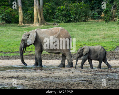 Afrikanische Waldelefant (Loxodonta cyclotis) mit Baby, Dzanga Bai, UNESCO, Dzanga-Sangha Special Reserve, Zentralafrikanische Republik, Afrika Stockfoto