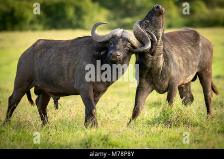 Büffel kämpfen, Masai Mara, Kenia, Ostafrika, Südafrika Stockfoto