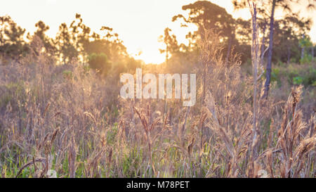 Ein Bild von einem Wildlife Preserve wie die Sonne genommen steigt über die Wiese in den frühen Morgen. Das hohe Gras fängt die Sonnenstrahlen eine lebendige erstellen Stockfoto