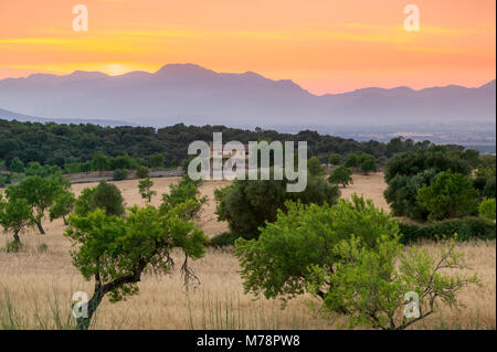 Blick auf die Landschaft mit Olivenbäumen und Berge in der Abenddämmerung mit Bauernhaus im Querformat, Mallorca, Balearen, Spanien, Mittelmeer, Europa Stockfoto