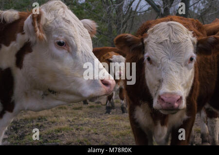 Kühe aus der Nähe und persönlich - das Leben auf dem Bauernhof. Idylle und ein Blick auf die Rinderwirtschaft - echte Farm zu Tisch, gesunde american life Stockfoto
