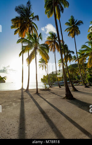 Die großen Palmen und lange Schatten auf den kleinen Strand in Marigot Bay, St. Lucia, Windward Islands, West Indies Karibik, Mittelamerika Stockfoto